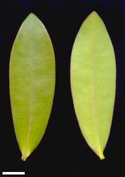 Veronica pubescens subsp. sejuncta. Leaf surfaces, adaxial (left) and abaxial (right). Motukino (Fanal) I. Scale = 10 mm.
 Image: W.M. Malcolm © Te Papa CC-BY-NC 3.0 NZ